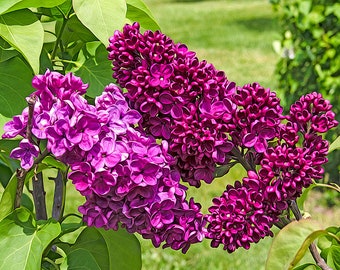 Flower Collection-Lilac