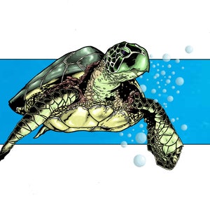 Sea Turtle Drawing (Signed Print)