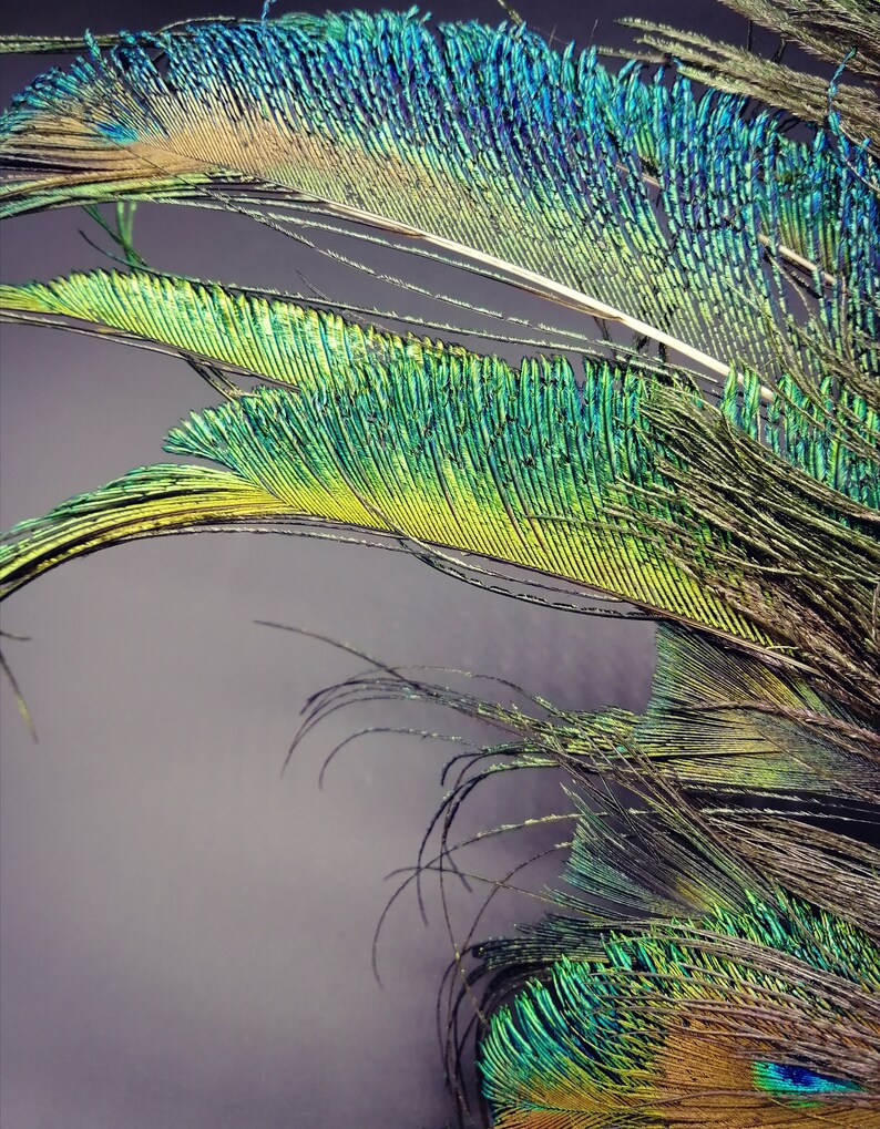 Peacock feathers mask with yellow rhinestones