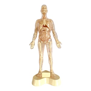 Visible Man Model - Etsy