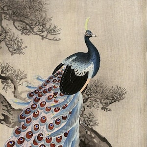 Japanese Art Print "Peacock on a Bough of a Pine Tree" by Ohara Koson, woodblock, giclée, print, fine art, asian art, cultural art