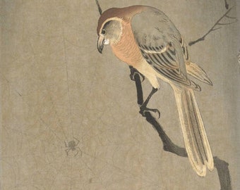 Japanese Art Print "Bull-headed Shrike and Spider" by Ohara Koson, woodblock, giclée, print, fine art, asian art, cultural art, seasonal