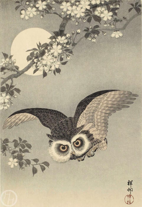 Japanese Art Print "Cherry Blossoms and Owl" by Ohara Koson, woodblock, gicl&eacute;e, pri