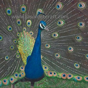 Peacock