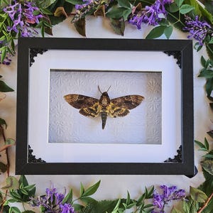 Framed Death Moth *imperfect