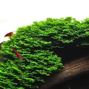 May include: A close-up of a piece of driftwood covered in green moss with two small red shrimp on it.