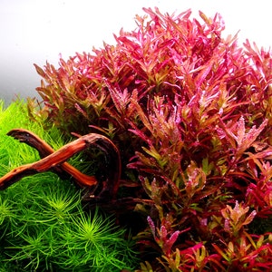 Rotala Blood Red SG variant 10 Stems -Submersed Grown - Aquarium Plant