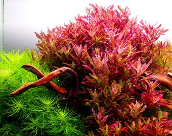 Rotala Blood Red SG variant 10 Stems -Submersed Grown - Aquarium Plant