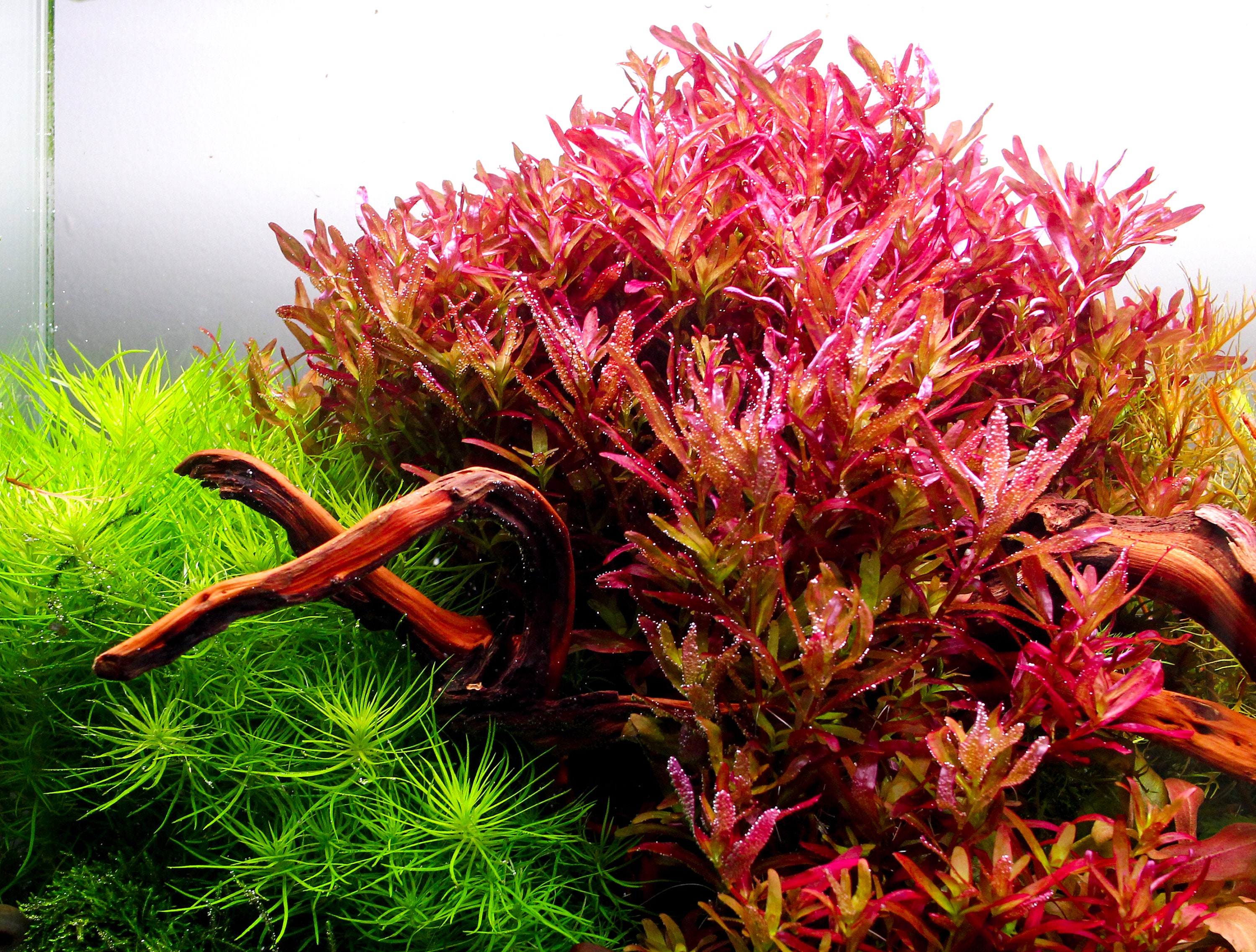 Rotala Blood Red SG Variant 12 Stems -submersed Grown Rotala Blood Red SG Variant 12 Stems -submersed Grown