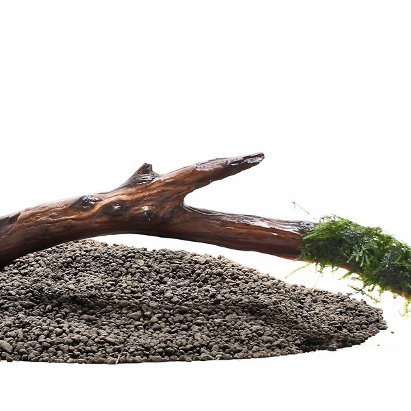 Manzanita Driftwood with Live Aquarium Plant Xmas (Christmas) Moss Attached