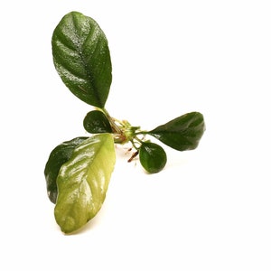Live Aquarium Plant Anubias Coffeefolia - Submersed Grown