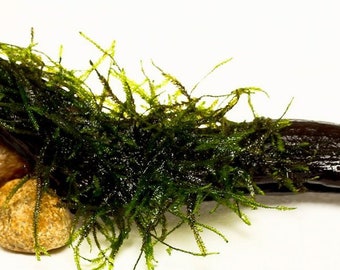 7"- 8" Manzanita Driftwood with Live Aquarium Plant Xmas (Christmas) Moss Attached