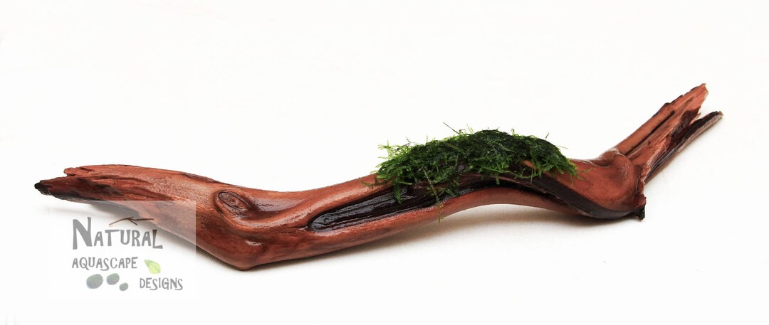 Live Aquarium Plant – Xmas (Christmas) Moss On Manzanita Driftwood, 9-10 Inches, Freshwater Natural Decor