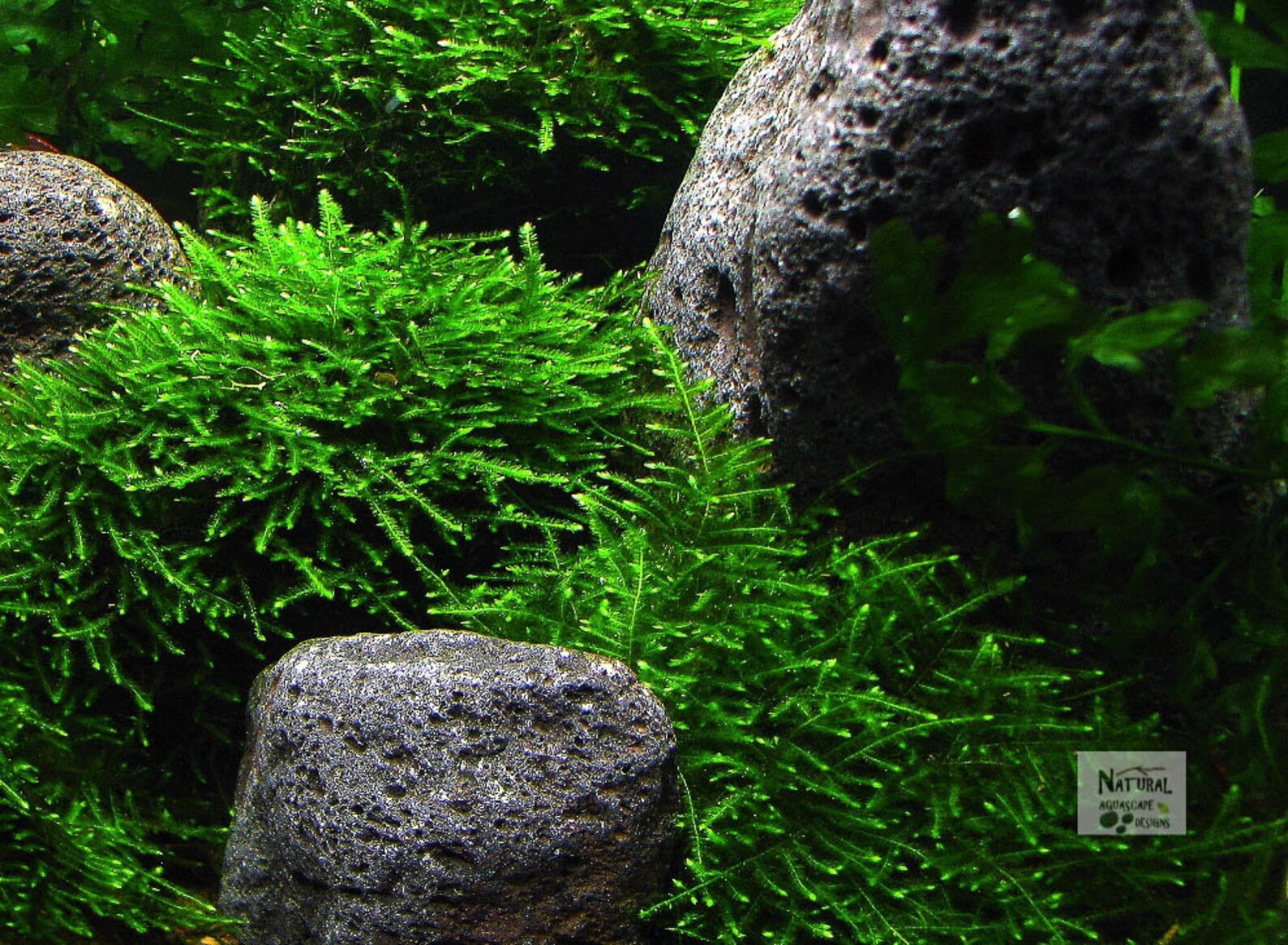 Black Lava Stone Aquarium Aquascape Smooth Safe for ALL Etsy