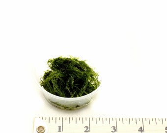 Christmas (Xmas) Moss (Vesicularia Sp) - Small Cup - Live Aquarium Plant