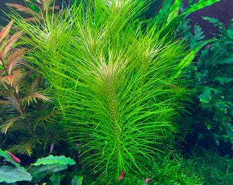 Pogostemon Erectus - Set of 7 Stems - Aquarium Plant