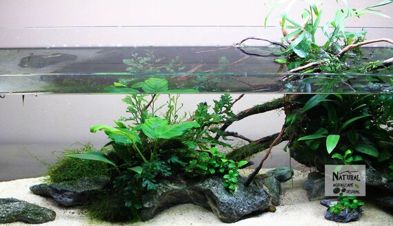 spider wood aquarium