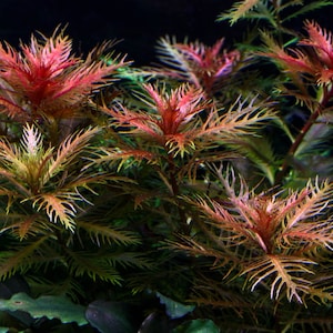 May include: Close-up of aquatic plants with vibrant red and green foliage. The plants have a feathery texture and are arranged in a cluster, creating a lush and detailed display. The image is well-lit, highlighting the colors and textures.