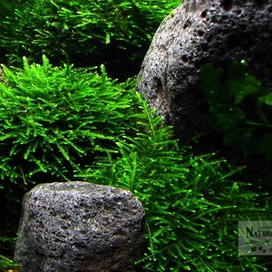 Live Aquatic Plant - Xmas Moss River Stone - Set of 3 Stones - Aquascaping - Great for Shrimp Tanks