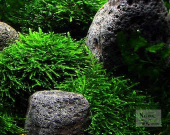 Live Aquatic Plant - Xmas Moss River Stone - Set of 3 Stones - Aquascaping - Great for Shrimp Tanks
