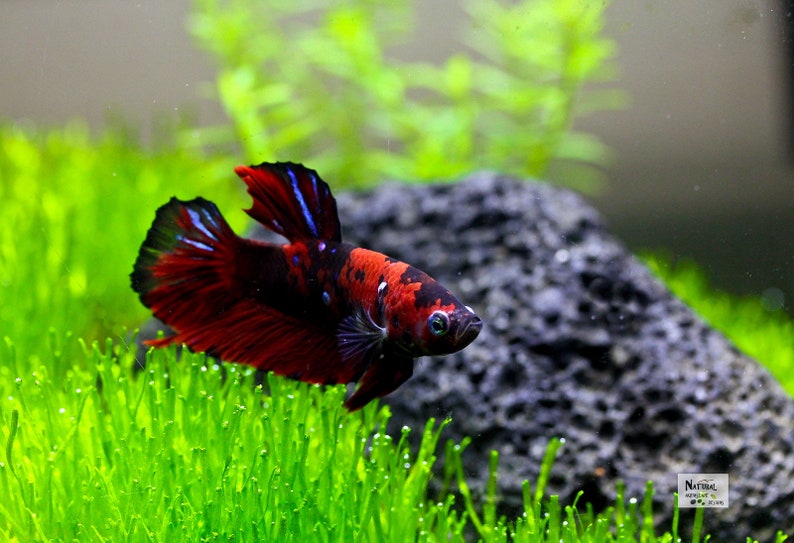 Black Lava Stone Aquarium Aquascape Smooth Safe for ALL Etsy