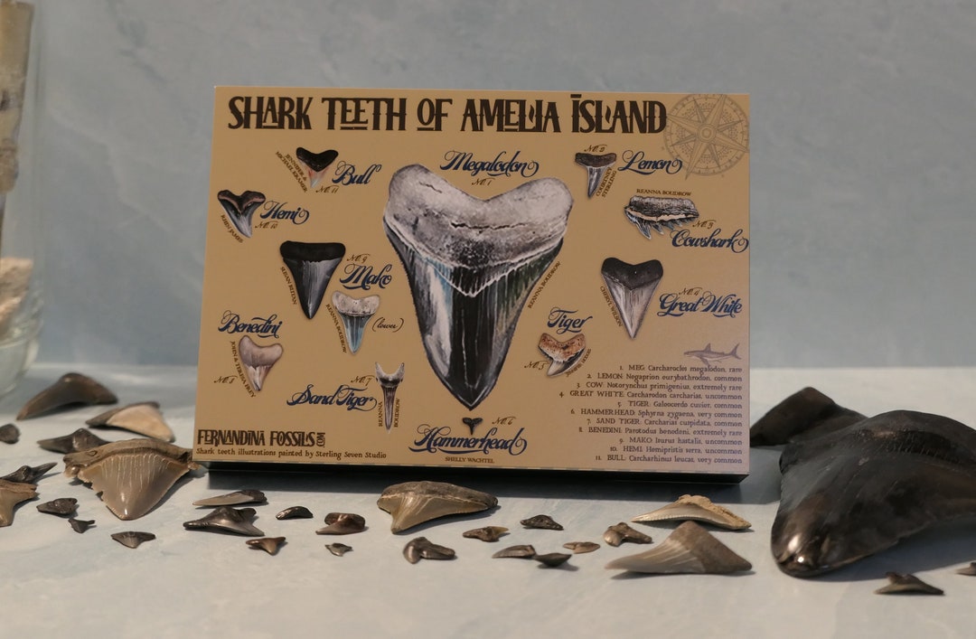 Shark Teeth of Amelia Island 5x7 Standup Print Etsy