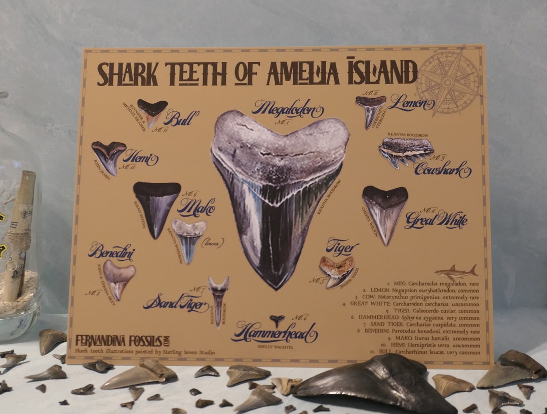 Shark Teeth of Amelia Island 8x10 Giclee Print on Matboard Etsy