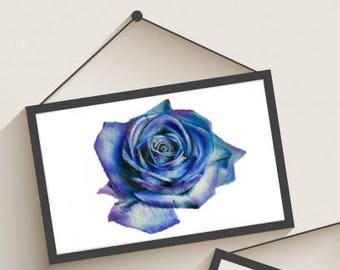 CLOSEOUT SALE - Blue Green and Purple Rose Drawing Print - Wall Art - Flower - Teal