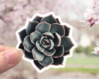 CLOSEOUT SALE - Black and Rose/Pink Succulent sticker - vinyl matte sticker