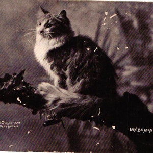 Carte postale Branche d'arbre à chat N&B 1899 RPPC M T Sheahan Rayons de soleil (2@1)