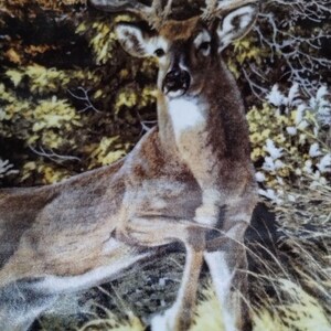 May include: A brown and white deer with large antlers stands in a forest setting. The deer is facing the camera and has a white patch on its chest. The background is a blurry image of trees and leaves.