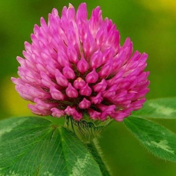 Red Clover Non-GMO Heirloom Medicinal Herb Seeds & Bee Food 600 + seeds !!!