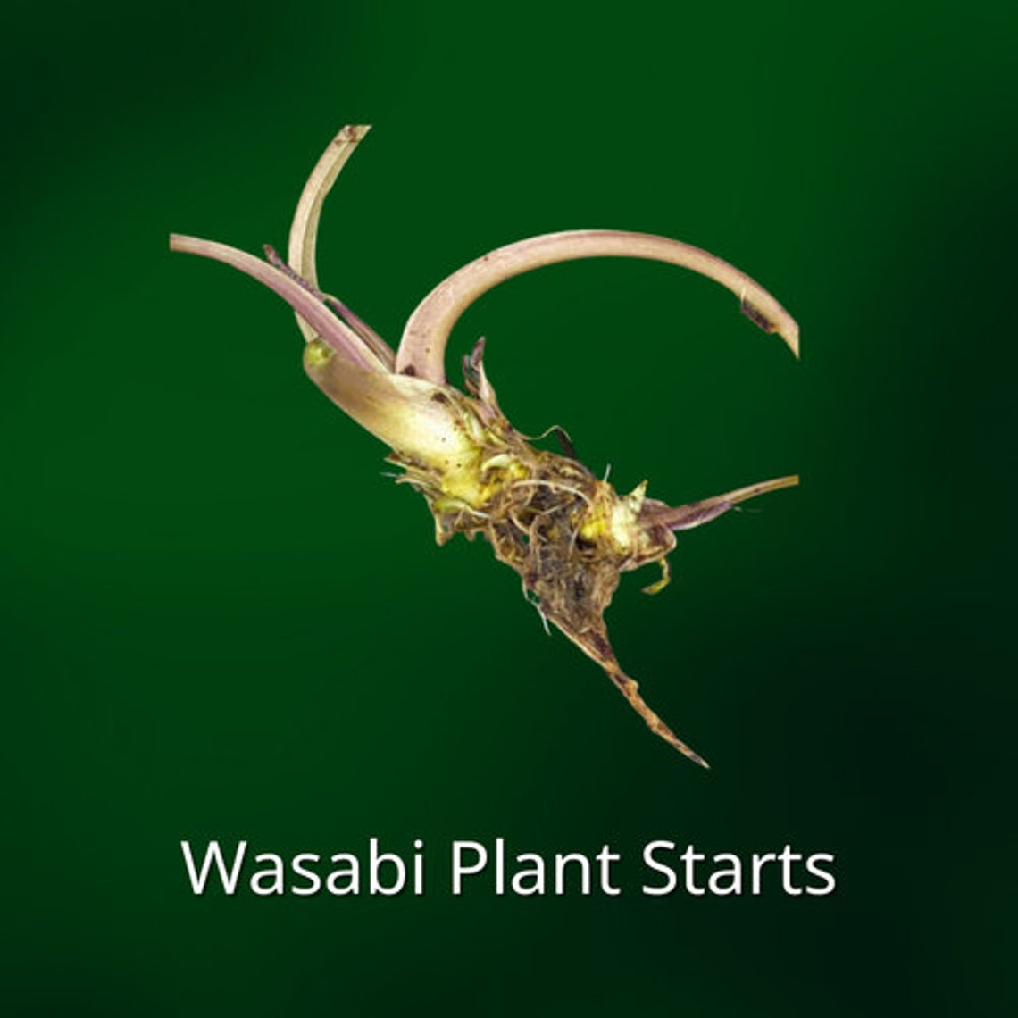 Real WASABI PLANT STARTS / Seedlings Etsy