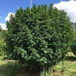 Rare Genetics delicious candy Fast Flowering X Early Rogue  15 Foot Tall Early!!!5,12,50, and 100 seeds
