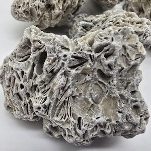 Fossiliferous Limestone Sedimentary Rock - 3 Pieces - Measures 1 - 2 inches on Longest Side