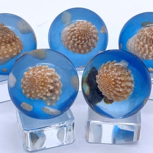24mm Beige Seashell Loosie Seashore Resin Shooter Marbles Pk of 5 (15/16&quot;) Clear w Blue Tint w Real Ocean Shells Encased Games Crafts Art