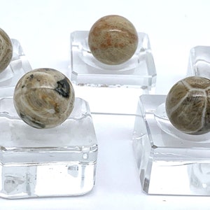 12mm (Approximately) Fossil Coral Peewee Mini Marbles Single or Pk 5 Limestone w Crinoid Stems Discontinued Board Games Crafts Art Display