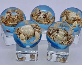 24mm Crab Loosie Seashore Resin Shooter Marbles Pk of 5 (15/16") Clear w Blue Tint Real Ocean Crustacean Encased Discontinued Games Crafts