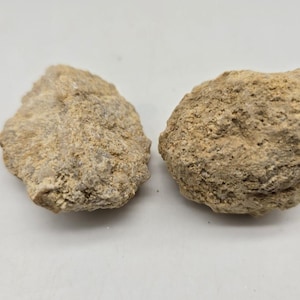 May include: Two irregularly shaped, light brown rocks with a rough, textured surface. The rocks are set against a plain white background, highlighting their natural, earthy tones and unique forms. The image showcases the raw, unrefined beauty of natural stone.