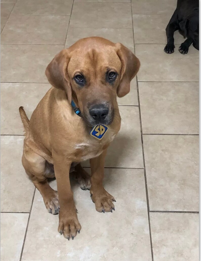 Scooby Doo Dog Tag Scooby Collar Scooby Doo Pendant Keychain Etsy