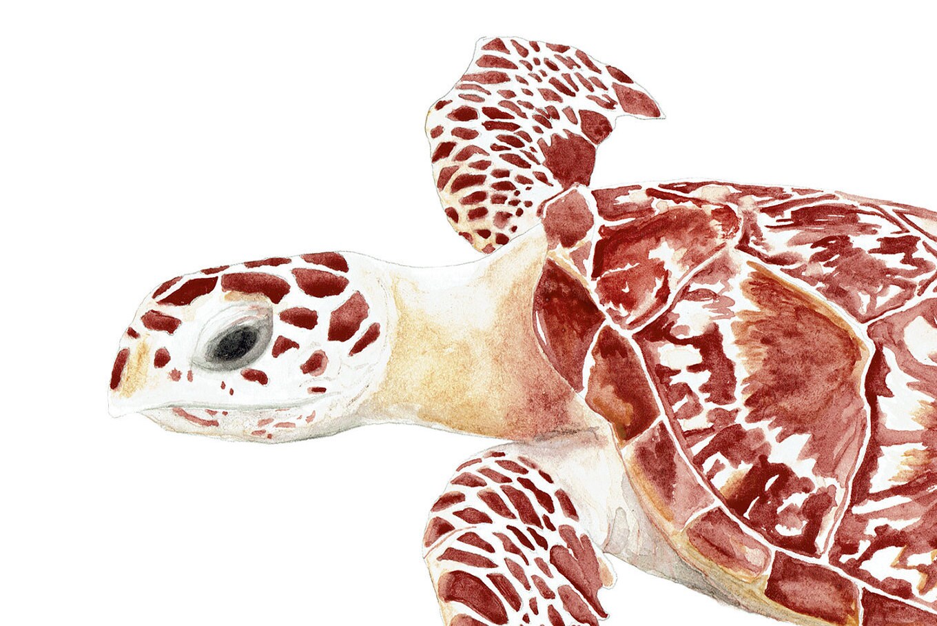 Sea Turtle Notecard And Envelope Single Or Set Of Greeting Etsy