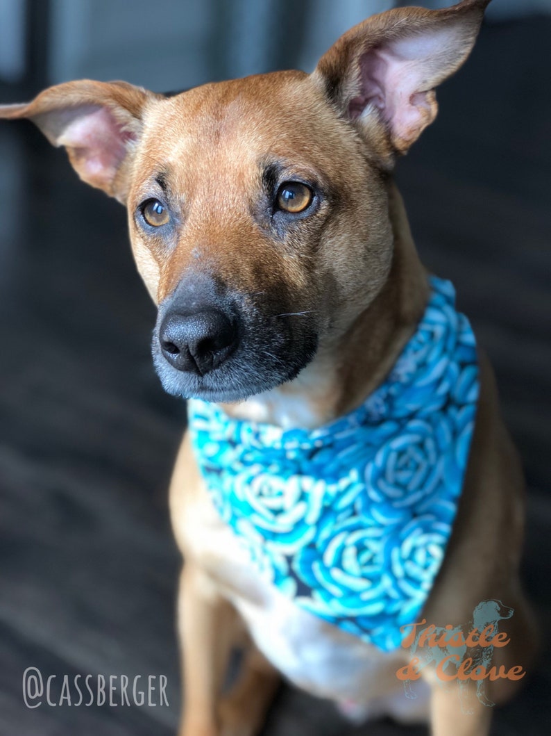 slide on dog bandana