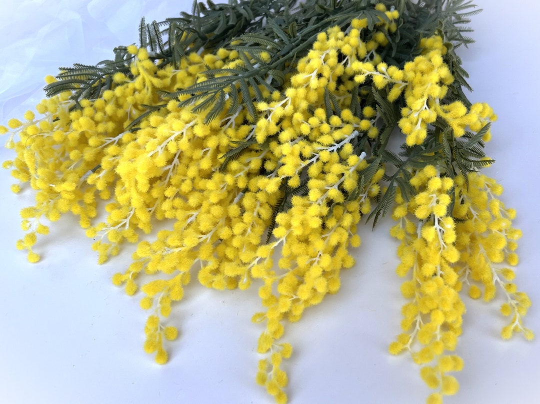 Australian Native Flower Golden Yellow Wattle Flowers Wattles Etsy