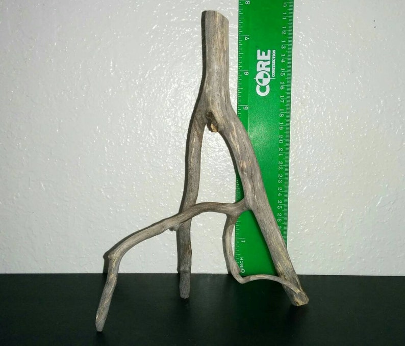 Curvy Piece of Freestanding Trimmed Manzanita Driftwood Branch Some Bark Small