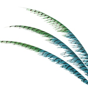 May include: Three long, green and blue peacock feathers with a white background. The feathers are arranged in a curved shape, with the tips of the feathers pointing to the right. The text "H12 & H101 Aqua & Lime" is written in white at the top of the image.