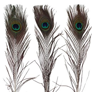 50-100 pack 15-17 inch natural peacock feathers, vibrant craft feathers, DIY decor, handmade materials, costume feathers, event supplies