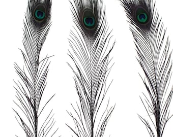 50-100 pack Stem Dyed 25+ inch Peacock Feathers, vibrant craft feathers, dyed decor, DIY supplies, costume materials, event feathers