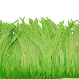 May include: Green feather trim with a green ribbon backing. H8 Apple.