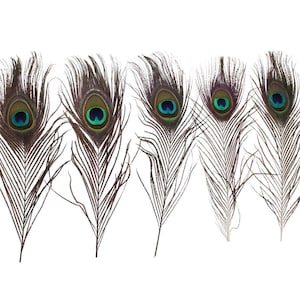 50-100 pack 10-15 inch natural peacock feathers, vibrant craft feathers, event decor, handmade materials, costume supplies, DIY decor