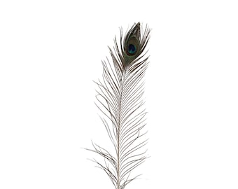 50-100 pack 25+ inch natural peacock feathers, long decorative feathers, crafting decor, DIY materials, event decor, handmade supplies
